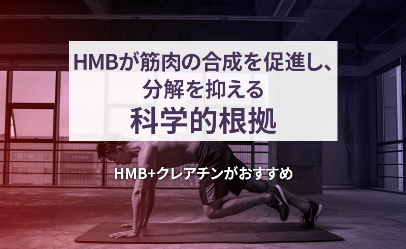 HMBが筋肉の合成を促進し、分解を抑える科学的根拠。